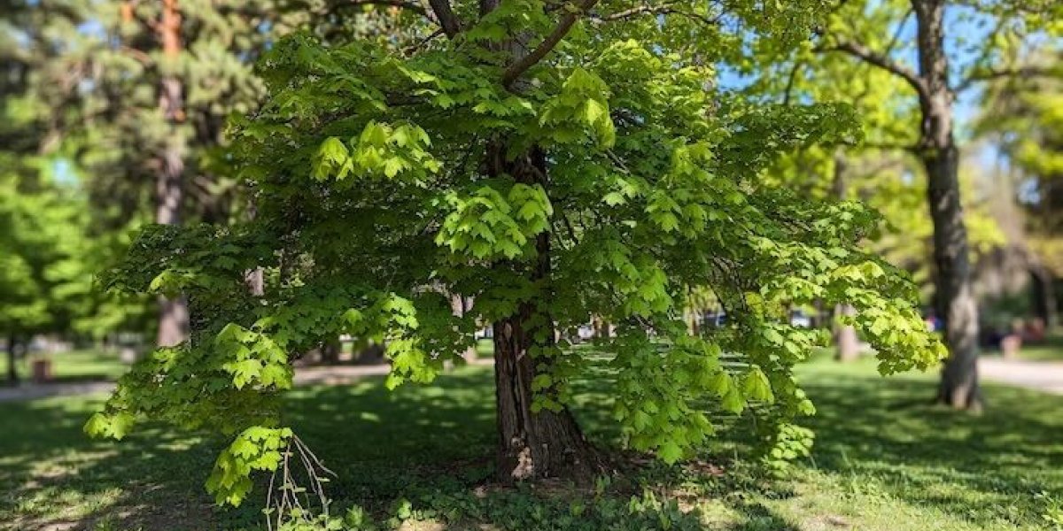 «Зеленый захватчик» на вашей даче: почему клён ясенелистный садоводы 2026 года называют деревом-вампиром и советуют немедленно от него избавиться «Зеленый захватчик» на вашей даче: почему клён ясенелистный садоводы 2026 года называют деревом-вампиром и советуют немедленно от него избавиться